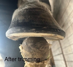 Trimming Day at Our Location * PRACTICAL/EN * 07-03-26