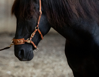 Cavesal® headstall