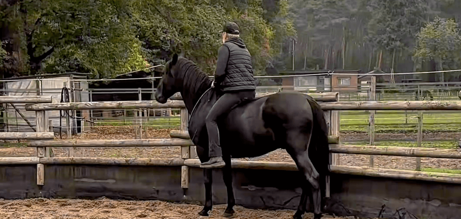 With Bandolero in the round pen - PRE stallion