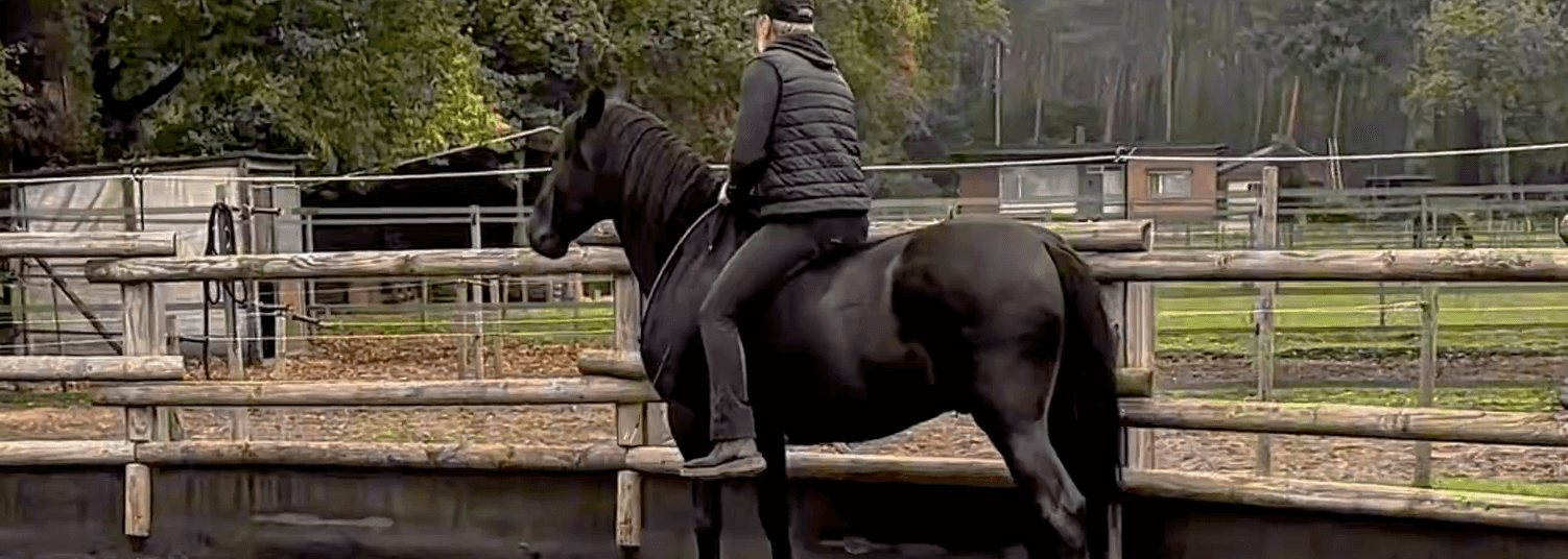 With Bandolero in the round pen - PRE stallion