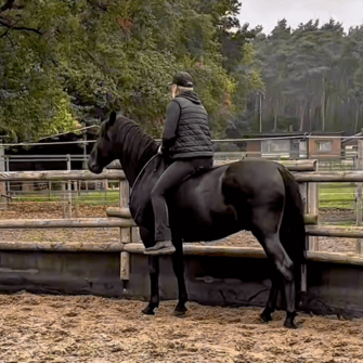 With Bandolero in the round pen - PRE stallion