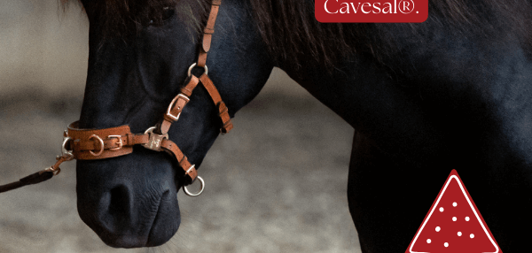 Christmas Discount on our Cavesal®!