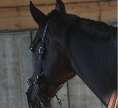 Cavemore bridle  (stirrup)