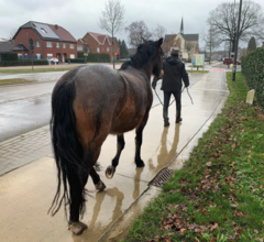 Specific Horse Education