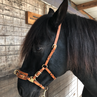 The Cavesal® and the reins in a NEW colour!