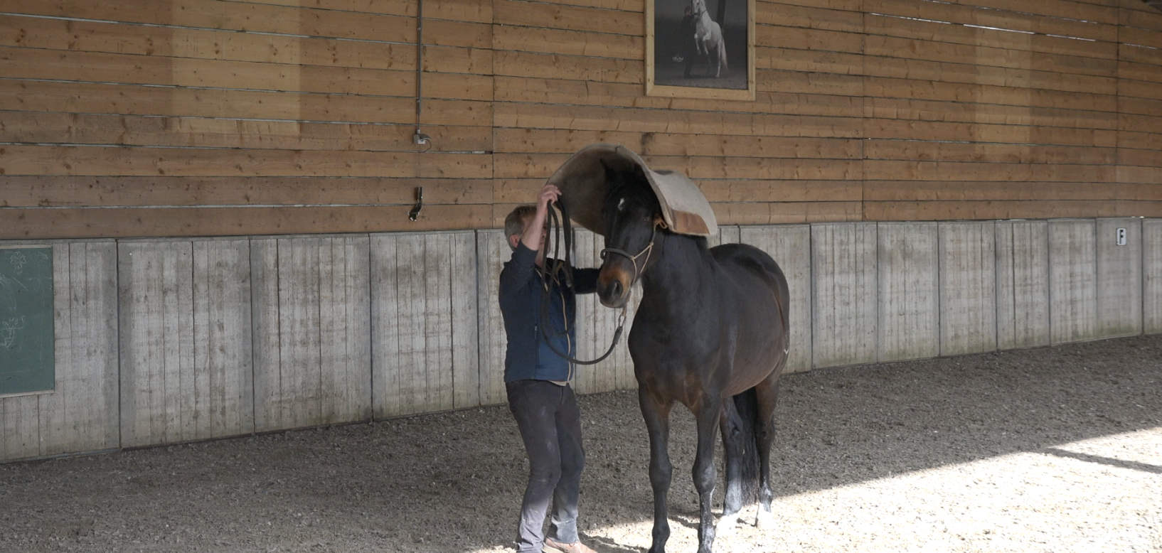 Desensitising Part 2 [BASIC]