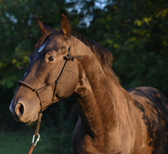 Handmade rope halter